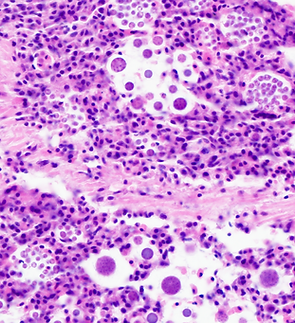 6789 2 QPX heart 40x.tif