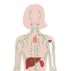 women's lymphatic system