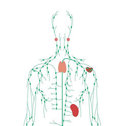 lymph nodes