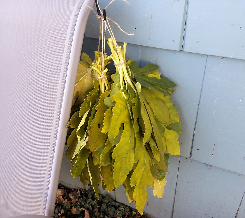 Thumbnail: Dried Fig Leaves