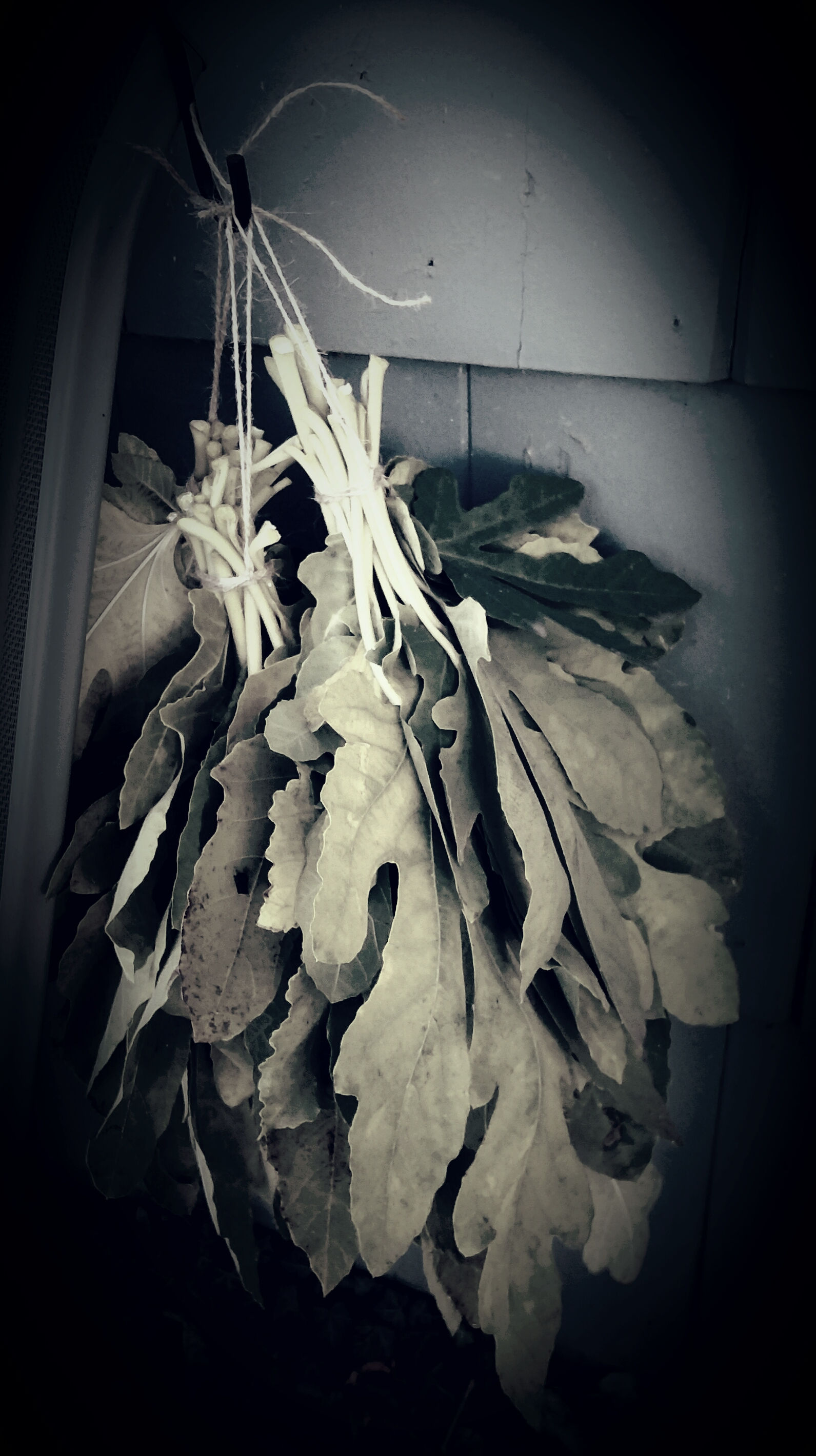 Dried Fig Leaves