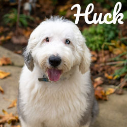 Huck