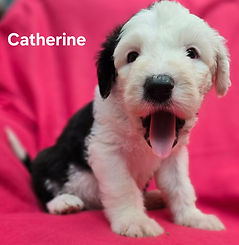 catherine 5_edited.jpg