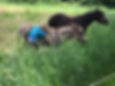 Donkey.jpg