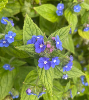 Green Alkanet