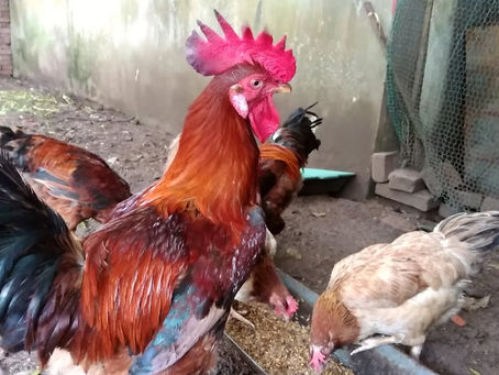 Nhu The Nao La Che Do An Uong Bo Sung Dinh Duong Hop Ly Cho Ga Choi