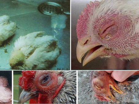 Top cac can benh hay gap o ga con