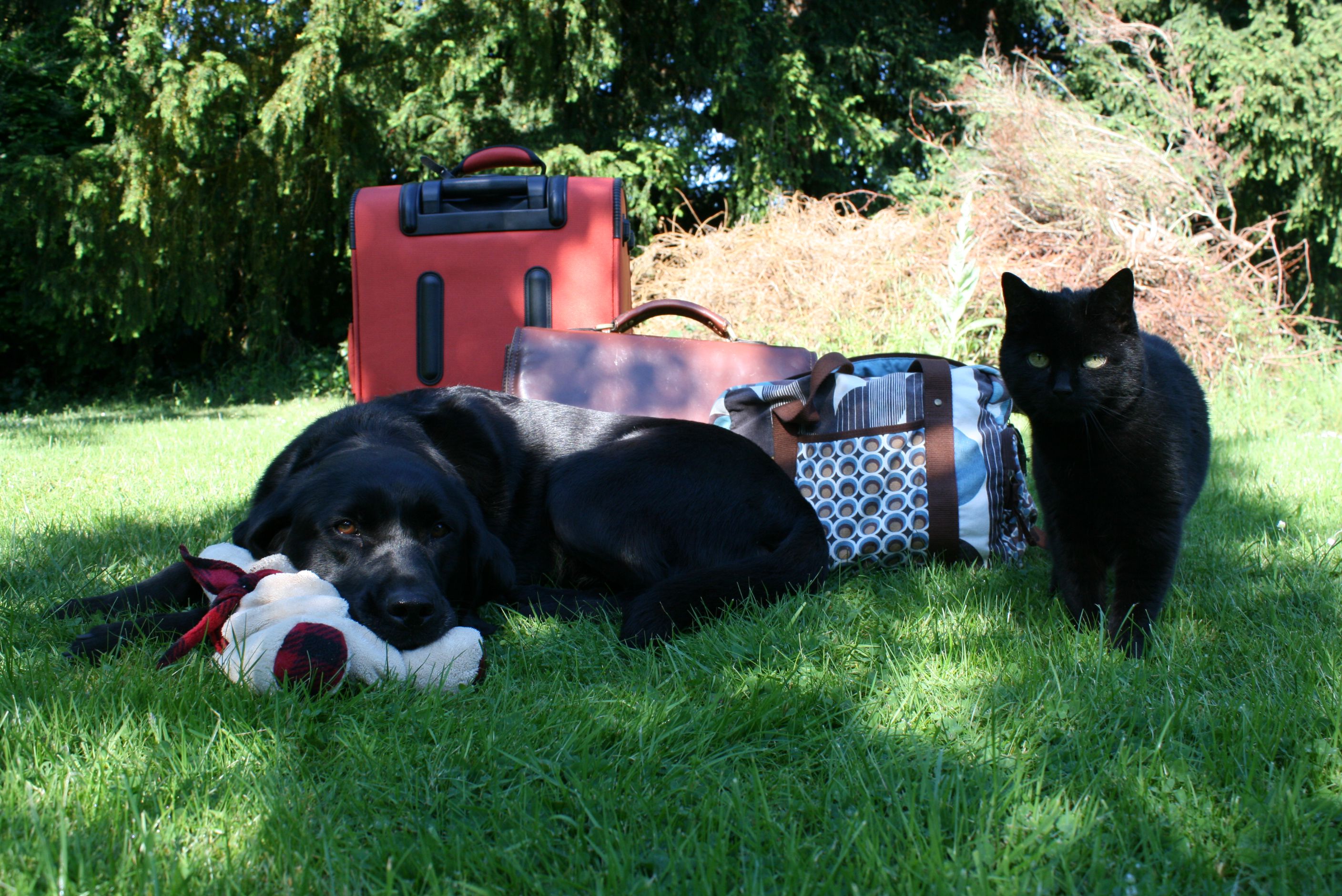 Vets Evesham de Montfort Veterinary Hospital