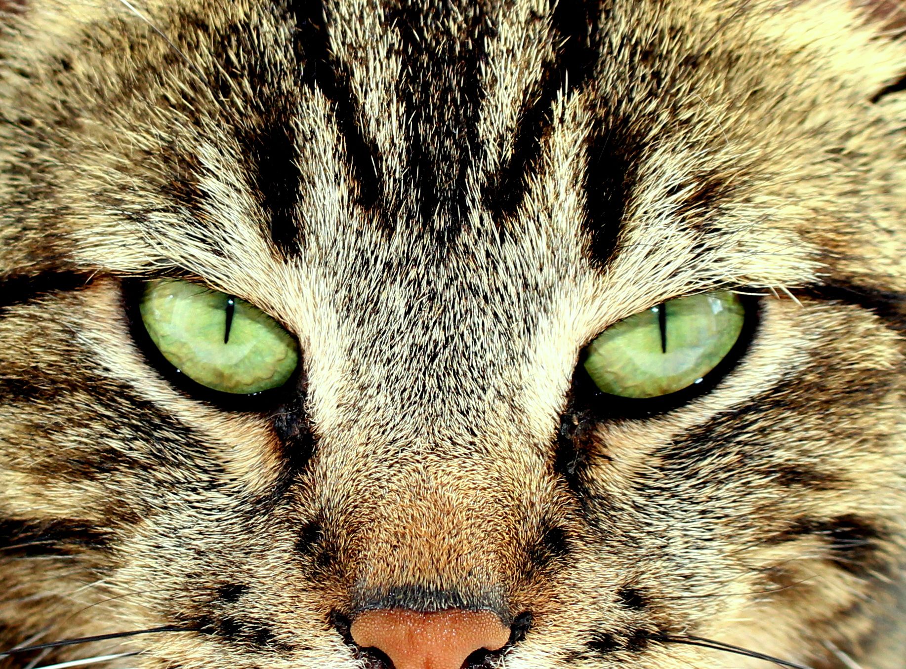 Vets Evesham de Montfort Veterinary Hospital