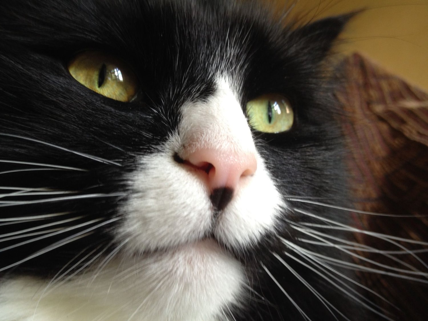 Vets Evesham de Montfort Veterinary Hospital