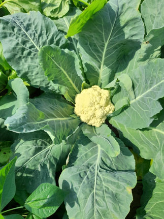 WhatsApp Image 2022-06-20 at 2.47.27 PM.jpeg