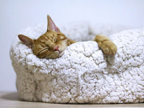 The Evolution Journey Weekly Words: Big Rock #1 - Sleep