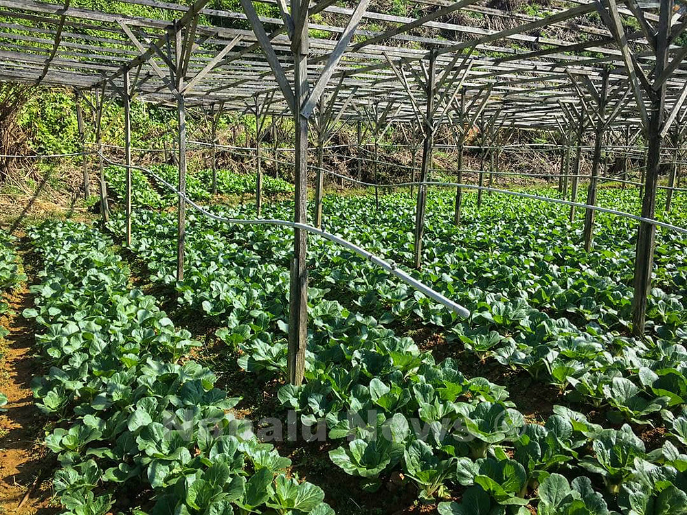Pendapatan pengusaha sayur tanah tinggi terjejas akibat kenaikan