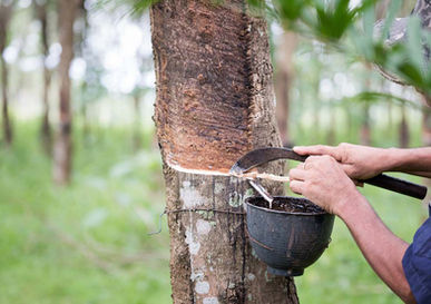 Malaysia sasar kembali menjadi pengeluar getah nombor satu dunia