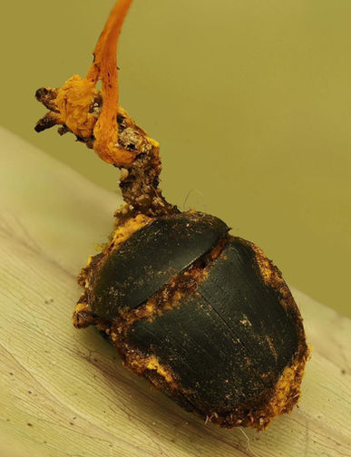 UMS Discovers New Fungus Species in Tawau Hills Park