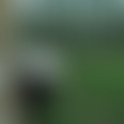 IPG Diaktifkan untuk Pekebun Kecil Getah di Sabah dan Sarawak bagi Pengeluaran Mac 2026