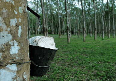 IPG Diaktifkan untuk Pekebun Kecil Getah di Sabah dan Sarawak bagi Pengeluaran Mac 2026