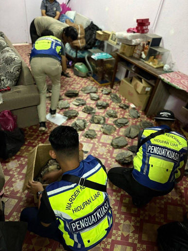 PGA Rampas 570 Cengkerang Penyu