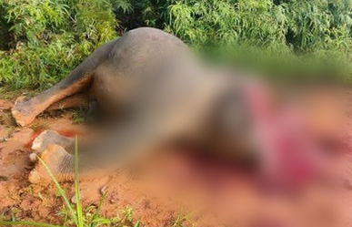 Sabah minister raises alarm after suspected poaching of Bornean elephant in Tongod