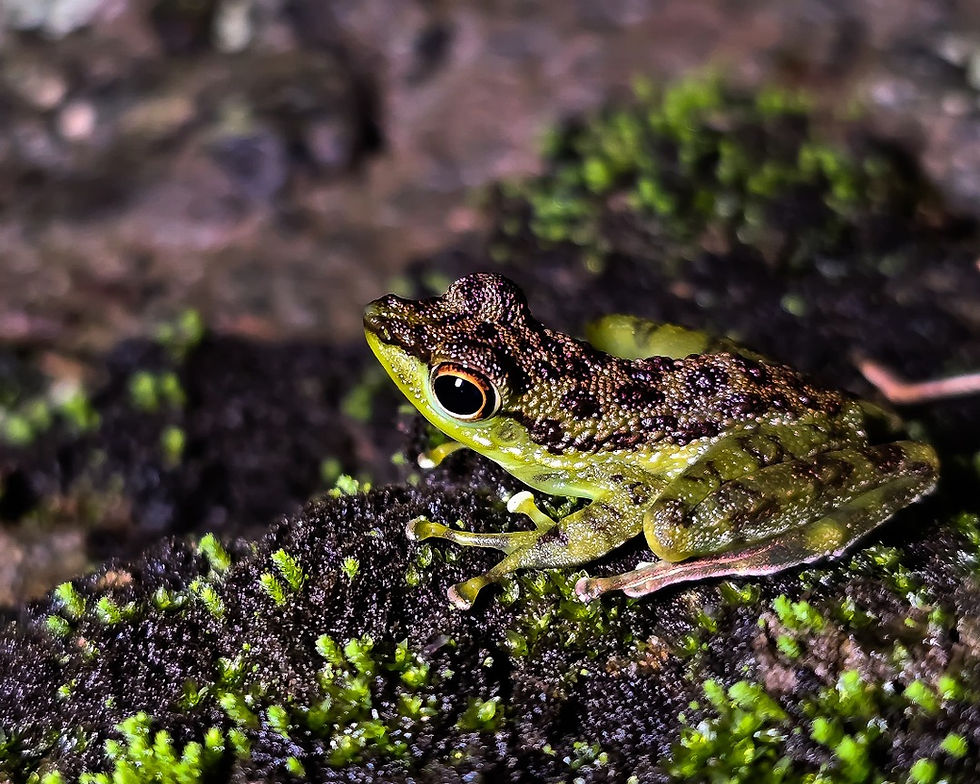 Black Spotted Rock Frog resting on stream rocks.