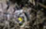 ree