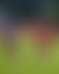 Sabah FC yakin catat Kemenangan Pertama di Likas malam esok