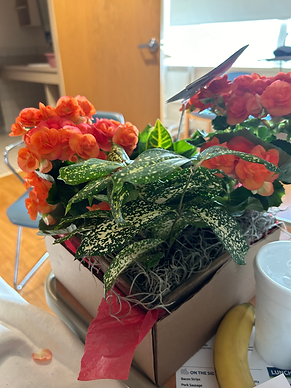 Scarlet Begonias delivered to the hospital room
