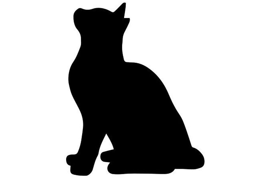 Thumbnail: Silhouette of cat sitting looking up