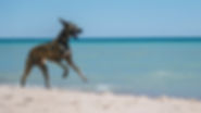CC_Beach2_1920x1080.jpg