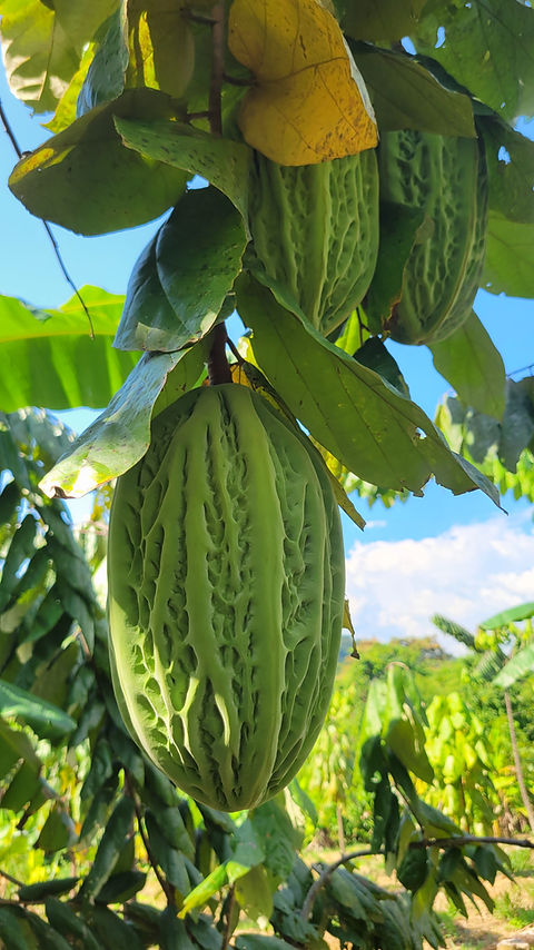 Bulk Theobroma Bicolor - Macambo/Jaguar (4kg) | Cacao Life
