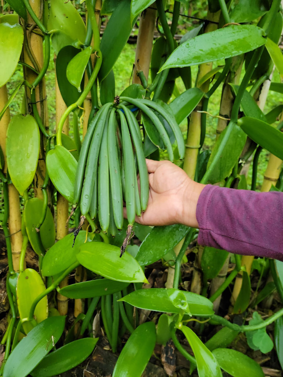 Thumbnail: Whole Vanilla Beans (Planifolia variety) - 2 Whole Vanilla Beans