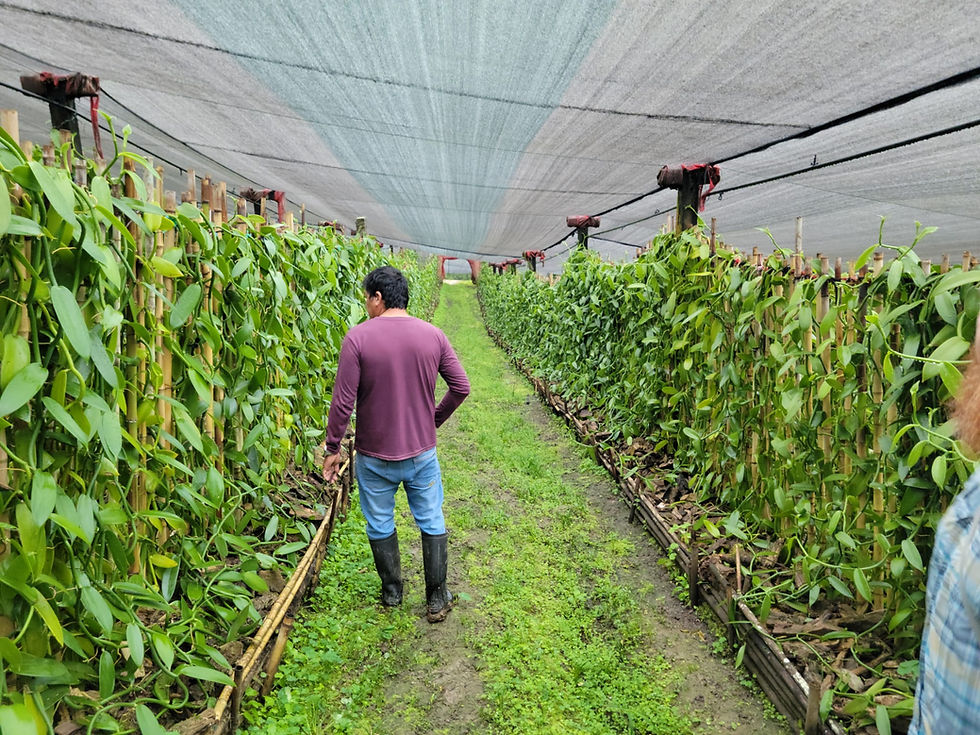 Thumbnail: Whole Vanilla Beans (Planifolia variety) - 2 Whole Vanilla Beans