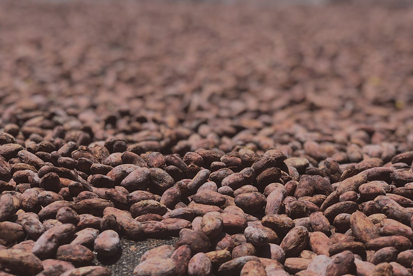 Cacao Beans