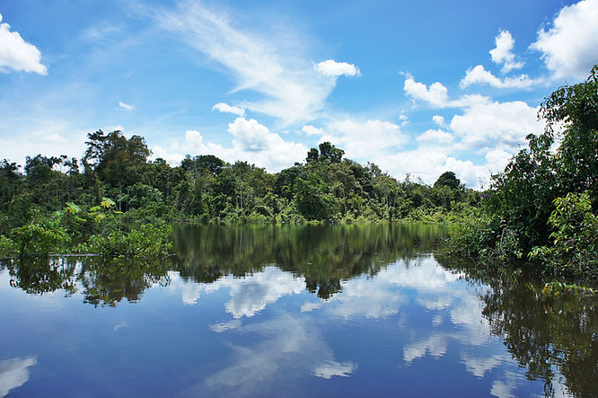 Amazon Rainforest