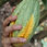 Thumbnail: Bulk Cacao Beans - Piura White Variety (5kg)