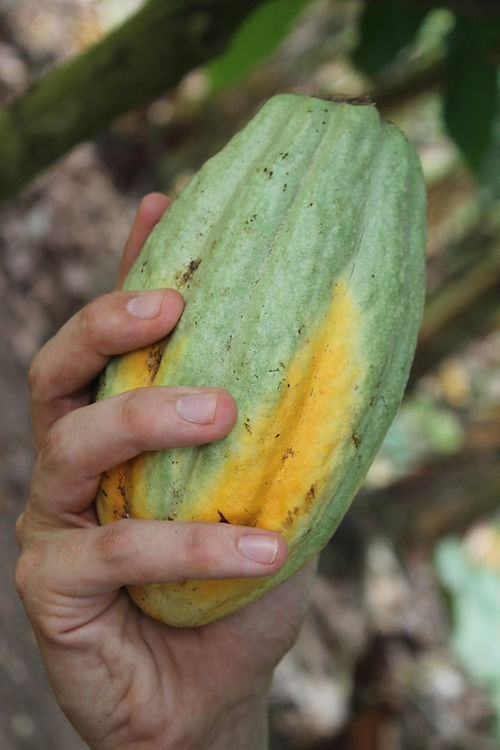 Bulk Cacao Beans - Piura White Variety (5kg)