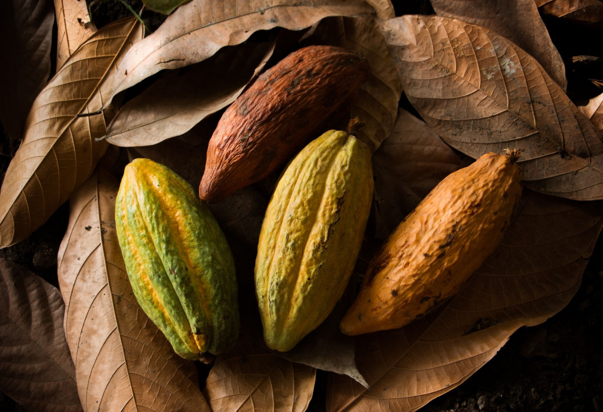 Chililique cacao pods