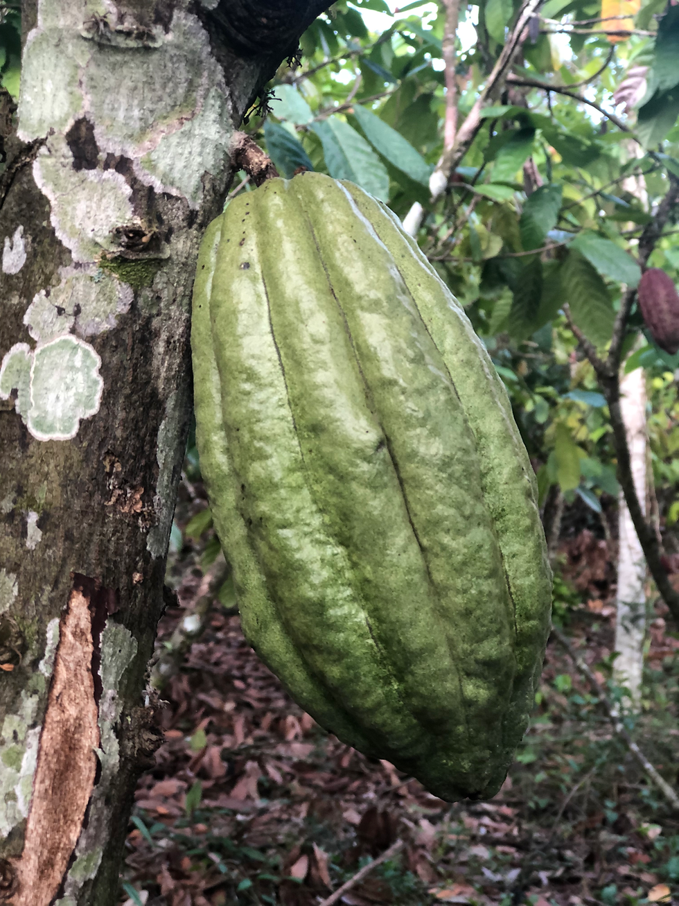 Thumbnail: Organic Cacao pod
