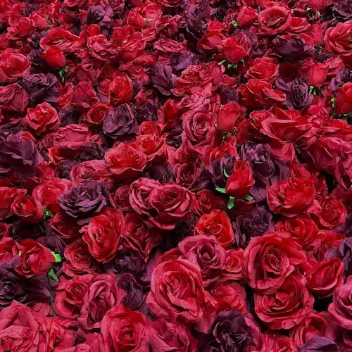 WB FLORA Ścianka kwiatowa Red Velvet zbliżenie