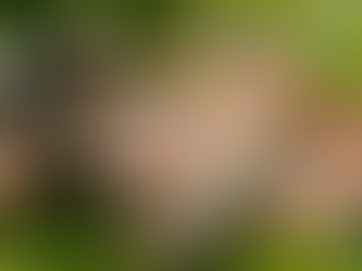 Nằm mơ thấy rắn - Giấc mơ phổ biến nhất của người Việt Nam tại WM88