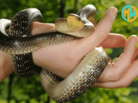 Nằm mơ thấy rắn - Giấc mơ phổ biến nhất của người Việt Nam tại WM88