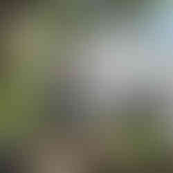 House after new paint looking sparkling in "Resene Seafog" and Resene "Half Innocence"