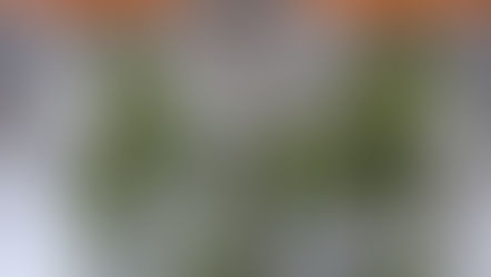 Vol.14/ 梅シロップ