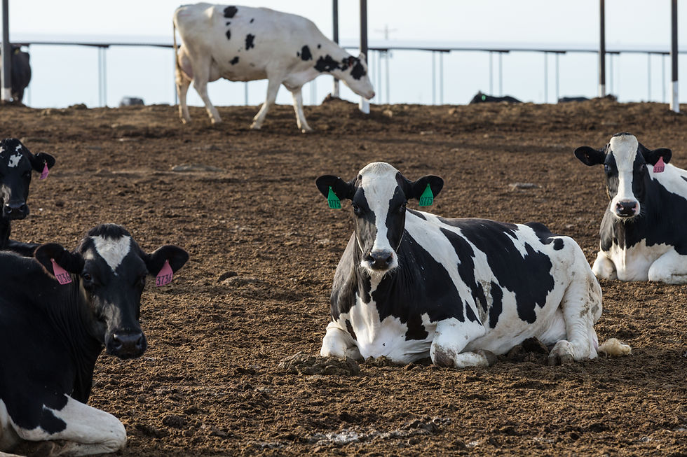 royalfarms_dairy_014.jpg