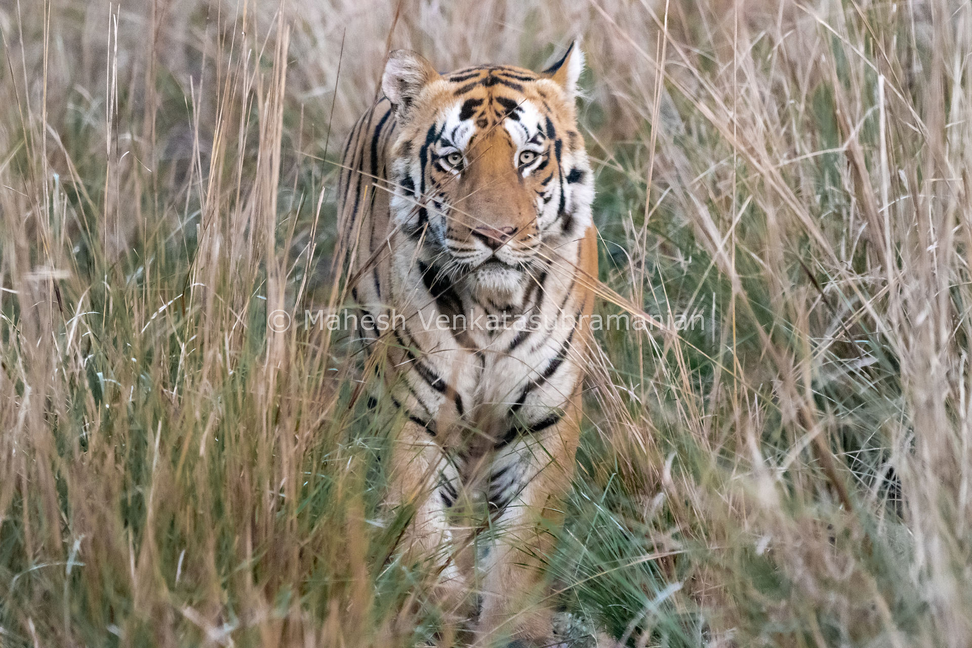 ...Shambhu watches us