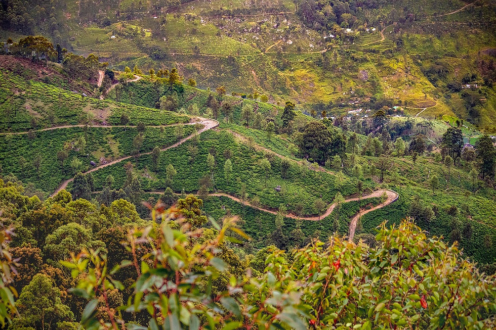 Winding Roads
