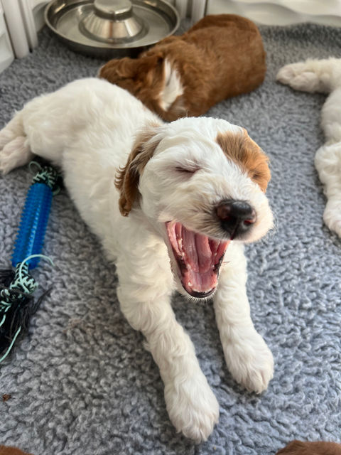 goldendoodle puppies in montana
