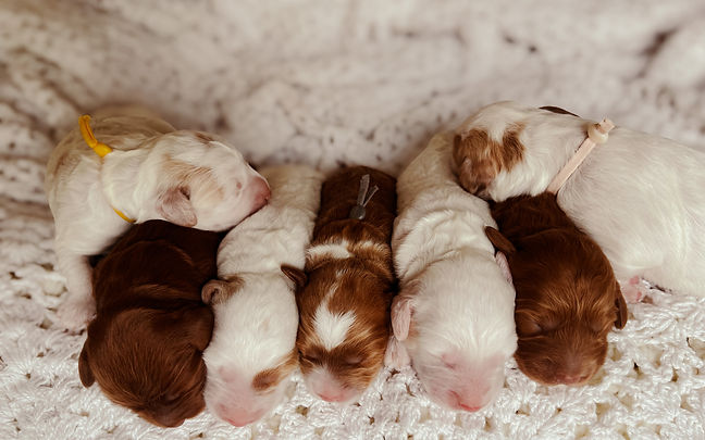montana_goldendoodles_puppies_1_edited.jpg