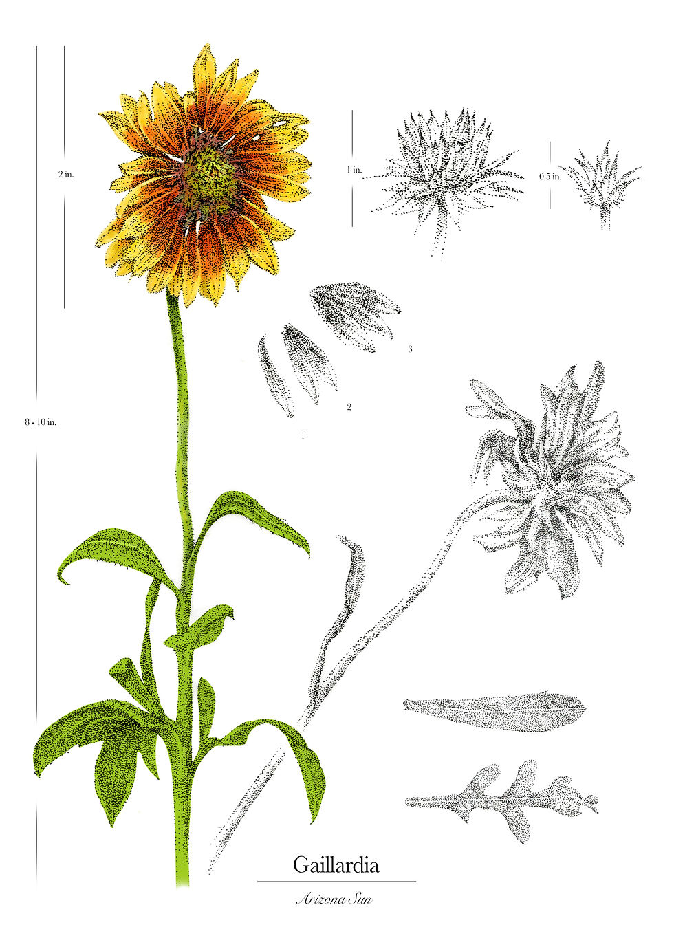 Colorization Practice