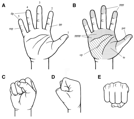 Journal of Experimental Biology- Closed fist produces no more force than an open palm slap.